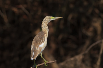 Squacco Heron (Ardeola ralloides)