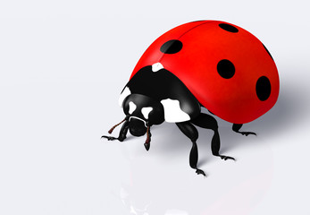 Fototapeta premium Ladybird
