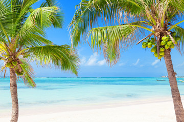 Naklejka na ściany i meble Tropikalna plaża z palmami kokosowymi i przejrzystych wodach