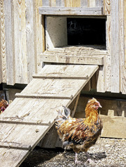 chicken © fottoo