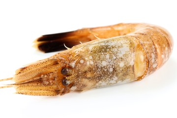 Nordseekrabbe isoliert auf weißem Hintergrund