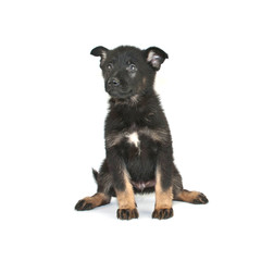 German Shepherd Puppy