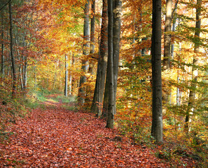autumn forest scenery