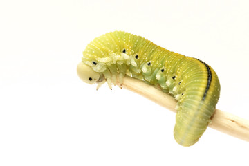 Caterpillar, Housefly (Cimbex femorata)