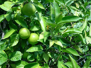 Orange tree