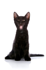 The black kitten sits on a white background.