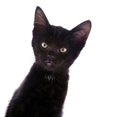 Portrait of a black kitten.