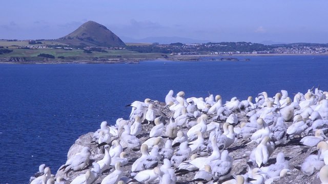 gannet Morus bassanus