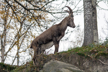 Stambecco