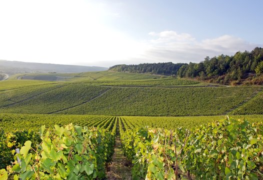 Vignobles de Chablis (Bourgogne France)