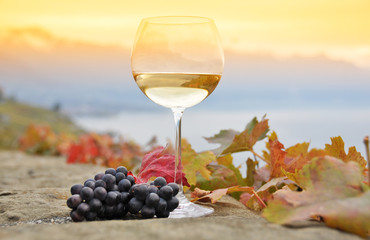 Wine and grapes. Terrace vineyards in Lavaux region, Switzerland