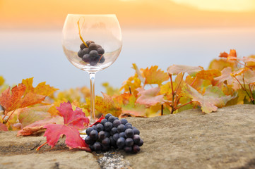 Fototapeta premium Grapes in the glass. Terrace vineyards in Lavaux region, Switzer