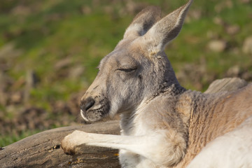 Kangaroo