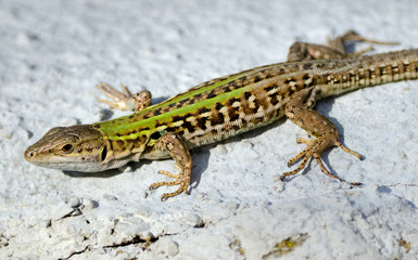 Ruineneidechse (Podarcis siculus) - Italian Wall Lizard