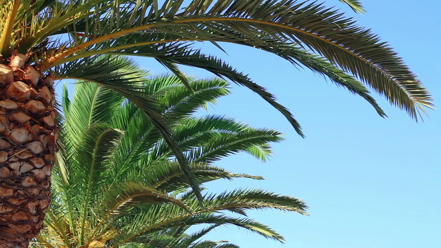Palm tree swaying in the wind