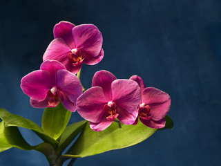 Fototapeta na wymiar orchidee auf metall