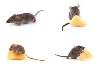 Obraz premium Set of mice, Mouse and cheese on white