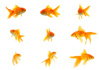 Naklejka premium Set of gold fishes