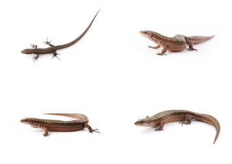 Set of small lizards on white