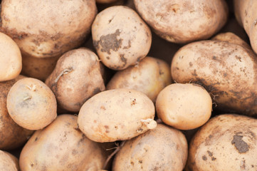 freshly harvested potatoes on the ground