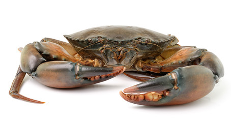 sea crab isolated on white background