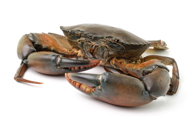 sea crab isolated on white background