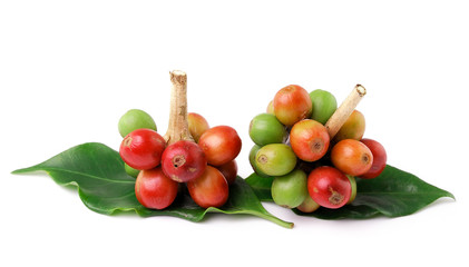 red coffee beans isolated on white background