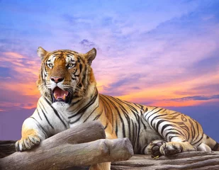 Fototapete Panther Tiger sucht etwas auf dem Felsen mit schönem Himmel bei Sonnenuntergang