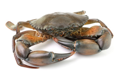 sea crab isolated on white background