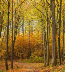 Autumn forest