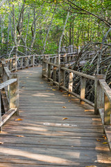Obraz premium boardwalk in mangrove forest