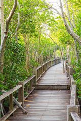 Obraz premium promenada w namorzynowym lesie