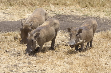 Fototapeta premium A family of Warthogs