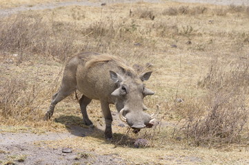 Shot of a warthog