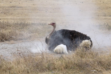 Fototapeta premium African Ostrich dusting itself