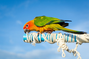 Beautiful colorful parrot, Sun Conure (Aratinga solstitialis)