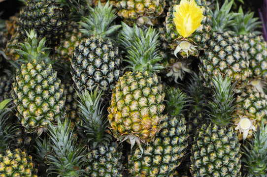 Many Fresh Pineapple background
