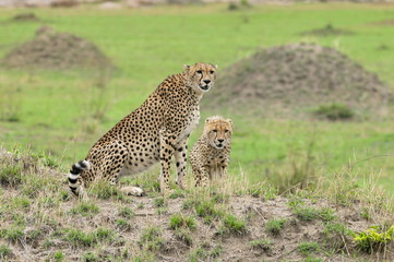 Cheetahs in the wild