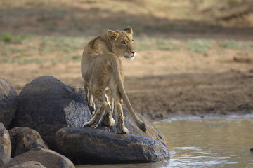 Lioness on the rock