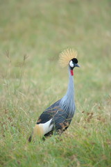 African Crown Crane