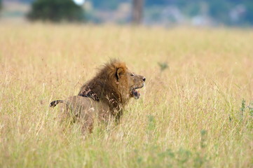 Male lion on patrol