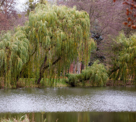 Autumn fall park. Lake and weeping willow tree. © Voyagerix