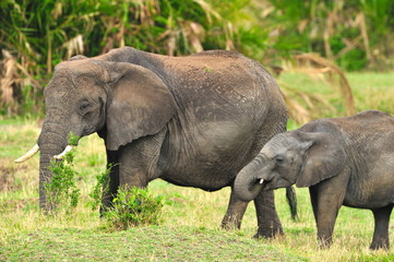Naklejka na ściany i meble Shot of an African Elephant with her calf