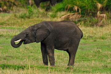 Naklejka na ściany i meble Shot of an African Elephant drinking