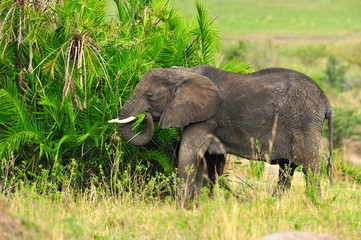 Shot of an African Elephant