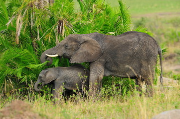 Shot of African Elephant and its calf