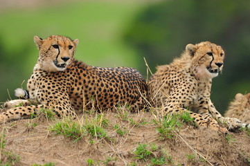 Portrait of a pair of Cheetahs