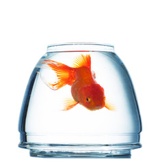 Gold fish