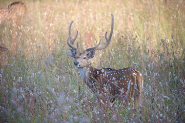 Spotted Deer or Chital