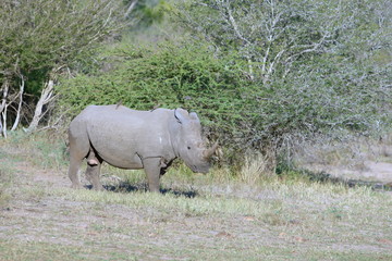 Portrait of a extremely rare white Rhinoceros
